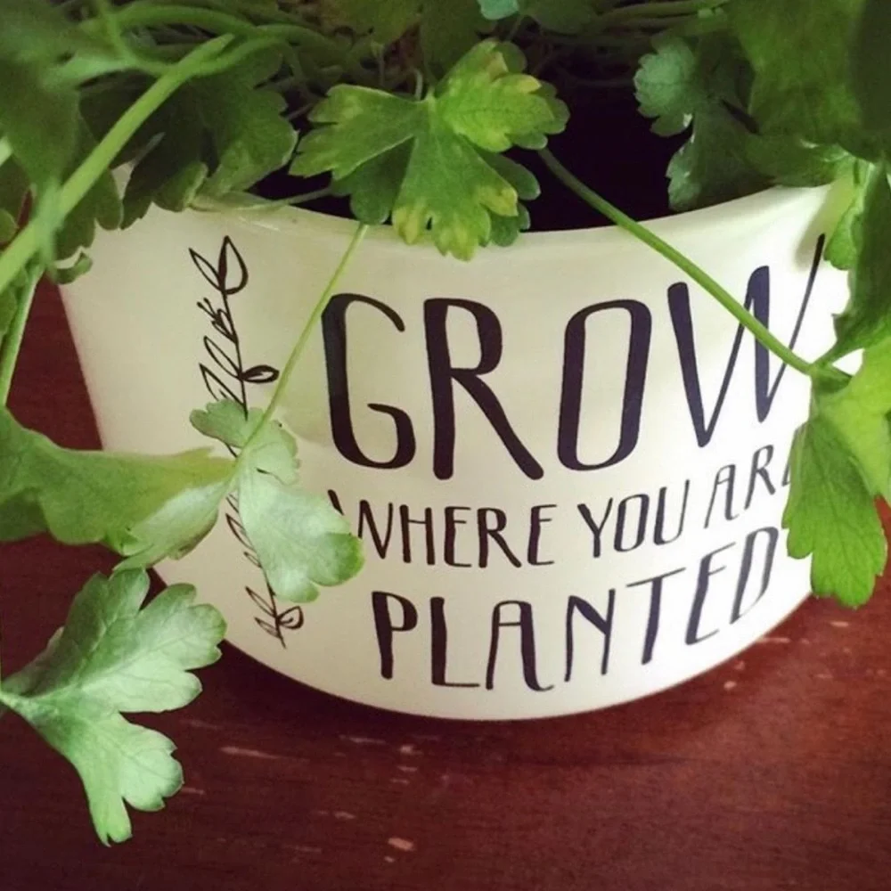 Target | Pot | Grow Where You Are Planted